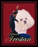 craigdalebichons.tripod.com Trestan