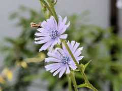 botanic.jp Trevis