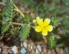 crystalyouth.co.za Tribulus