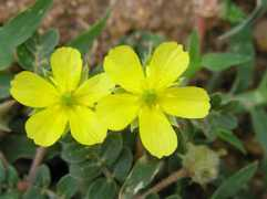 anniesremedy.com Tribulus