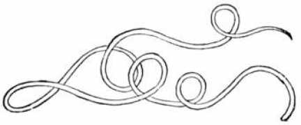 etc.usf.edu Trichina