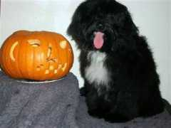 khados.co.uk Trickortreat