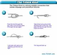 fintalk.com Trilene