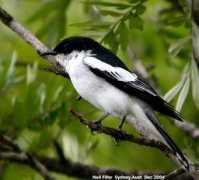 oiseaux.net Triller