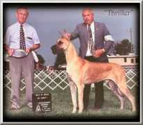 daystardanes.com Triller