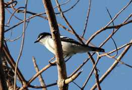 orientalbirdimages.org Triller