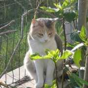 lnx.micimiao.it Trilly
