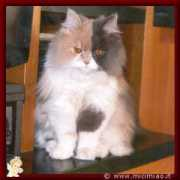 lnx.micimiao.it Trilly