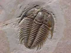 anderhag.net Trilobite