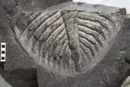 bristol.ac.uk Trilobite