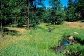 nmrareplants.unm.edu Trilon