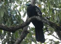 worldbirds.eu Trinid
