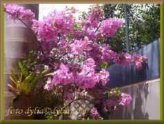 dylia.com Trinitaria