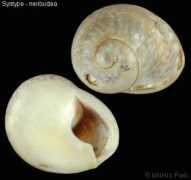 gastropods.com Tritia