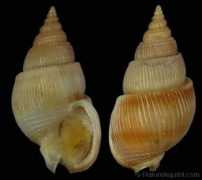 gastropods.com Tritia