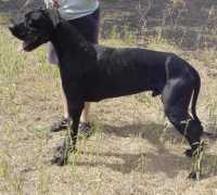 ttsgreatdanes.com Triton