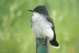 digiscoping.ca Tritri