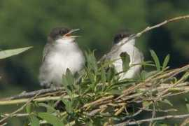 digiscoping.ca Tritri