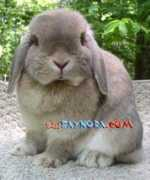 thfsaynora.com Trivana