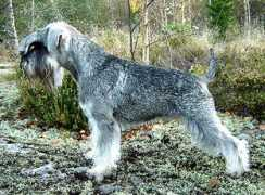 Trixer