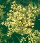 fichas.infojardin.com Troana