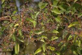 botanicavirtual.udl.es Troana