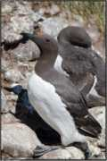 yvon.toupin.oiseaux.net Troil