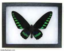 butterflyutopia.com Trojana