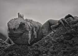 abduzeedo.com Troletti