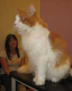 iwcats.com Trollet
