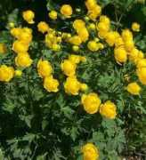 solsticelight.com Trollius