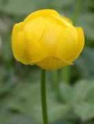 plant-identification.co.uk Trollius