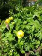 garden-en.com Trollius