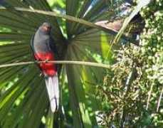 cayaya-birding.com Tromas