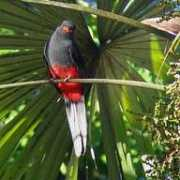 cayaya-birding.com Tromas