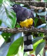 cayaya-birding.com Tromel