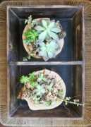 guiademanualidades.com Troncos