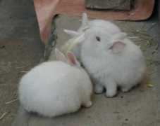 protty.it Troni
