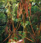 solociencia.com Tropicales