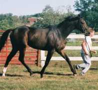 Trot