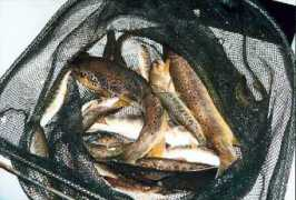 avmflyfishing.it Trota