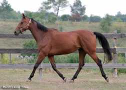 myhorse.ca Trotting