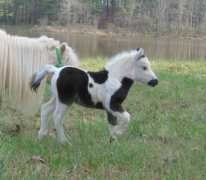 southerncrystalranch.com Trotting