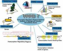 Trrd