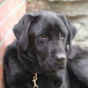 loveon4paws.org Truman