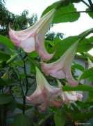 garden-en.com Trumpeta