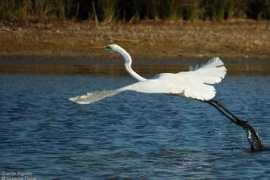oiseaux.net Trunet