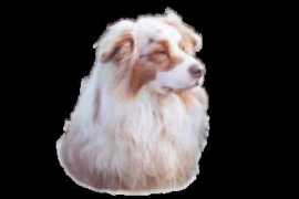 Truteau