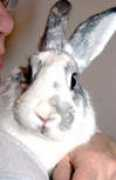 rabbittude.com Truvy