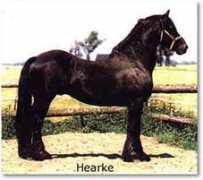 northstarstud.com Trynie